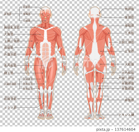 全身肌肉前後部 全身肌肉前後部 137614604