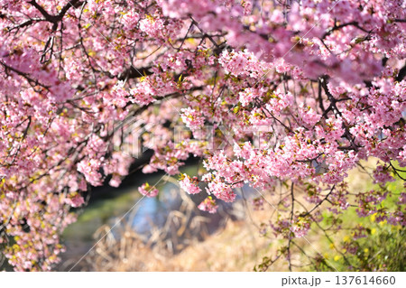 春の訪れを告げる河津桜 137614660