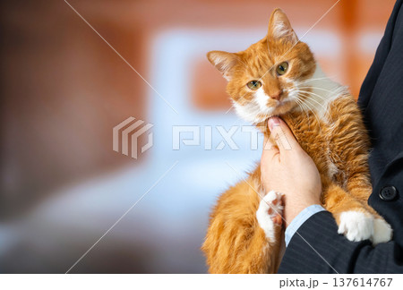 A charming ginger domestic cat being held by a businessman A charming ginger domestic cat being held by a businessman 137614767