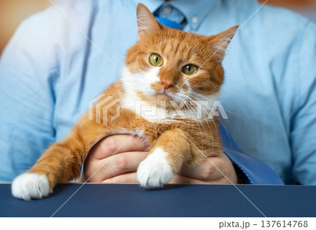 A charming ginger domestic cat being held by a businessman. A charismatic pet A charming ginger domestic cat being held by a businessman. A charismatic pet 137614768