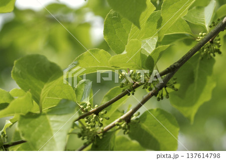 アオハダ(学名:Ilex macropoda)の蕾 春の雑木林 東北 アオハダ(学名:Ilex macropoda)の蕾 春の雑木林 東北 137614798