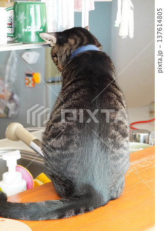 キッチンカウンターで座っているキジトラ猫の後姿 137614805