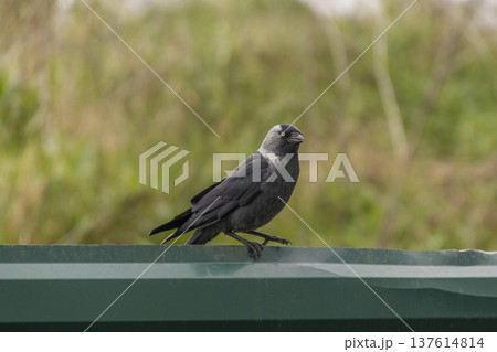 A detailed shot of a Jackdaw sitting on a metal fence with a soft blurred green background. The bird looks curiously at the camera, showing its distinct grey nape and pale eyes 137614814