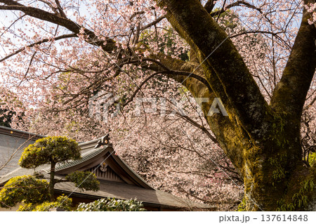 3月 7分咲きの安行桜と境内風景 3月 7分咲きの安行桜と境内風景 137614848