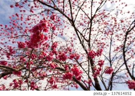 3月　青空と満開の寒緋桜 137614852