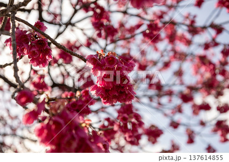 3月 青空と満開の寒緋桜 3月 青空と満開の寒緋桜 137614855