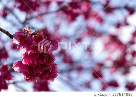 3月 青空と満開の寒緋桜 3月 青空と満開の寒緋桜 137614859