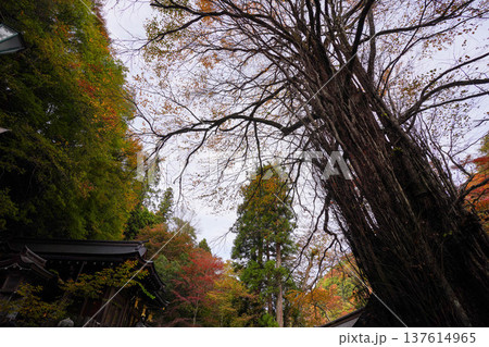 貴船神社本殿脇の桂の御神木 貴船神社本殿脇の桂の御神木 137614965
