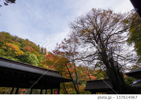 貴船神社本殿脇の桂の御神木 137614967