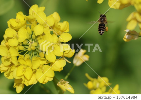 菜の花畑で飛び交うミツバチ 菜の花畑で飛び交うミツバチ 137614984