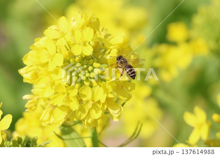 菜の花の蜜を吸うミツバチ 1 菜の花の蜜を吸うミツバチ 1 137614988