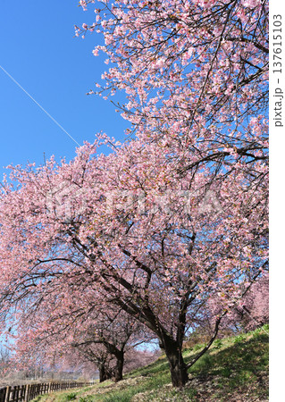 青空に映える満開の桜 青空に映える満開の桜 137615103