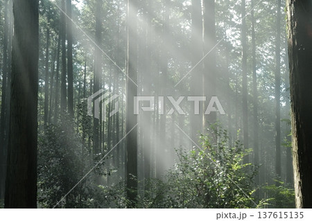 夏の高温多湿な森林に強い太陽の光が差し込み太い光芒となる美しい木漏れ日 夏の高温多湿な森林に強い太陽の光が差し込み太い光芒となる美しい木漏れ日 137615135