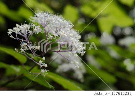 小紫陽花の繊細な白い花 小紫陽花の繊細な白い花 137615233