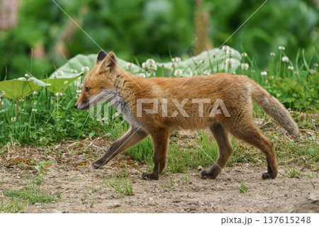 北海道の畑にいる 可愛いキタキツネの子ぎつね 137615248