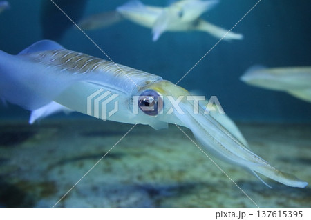 水槽内を鮮やかに泳ぐアオリイカの横顔（海洋生物・観賞魚・食材） 137615395