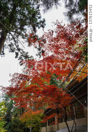 貴船界隈の秋の紅葉 貴船界隈の秋の紅葉 137615452