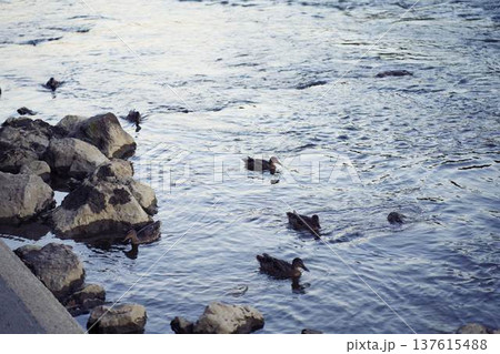Group of ducks swimming in the clear water of an alpine river Group of ducks swimming in the clear water of an alpine river 137615488