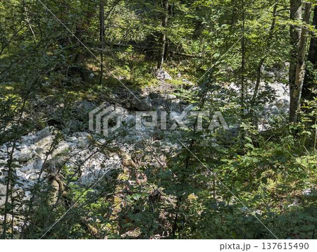 Dry riverbed covered with large white boulders in the alpine region near Lake Bohinj 137615490