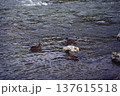 Group of ducks swimming in the clear water of an alpine river              137615518