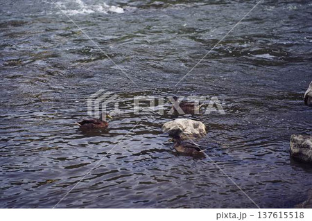 Group of ducks swimming in the clear water of an alpine river              137615518