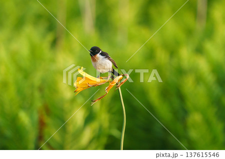 北海道遠別 金浦原生花園のエゾカンゾウにとまるノビタキ 137615546