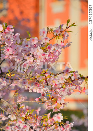 桜のある風景 桜のある風景 137615597