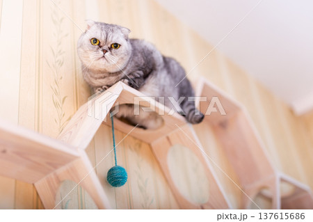 Scottish Fold cat on geometric cat shelf 137615686