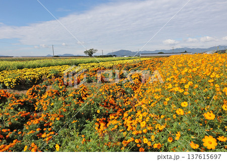 千寿菊 千寿菊 137615697