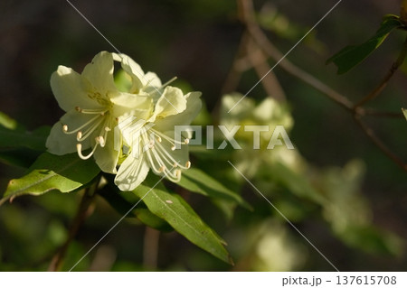 ヒカゲツツジの淡い黄色の花 ヒカゲツツジの淡い黄色の花 137615708