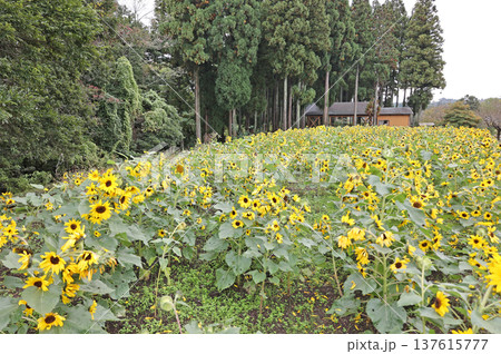 花回廊の向日葵 137615777