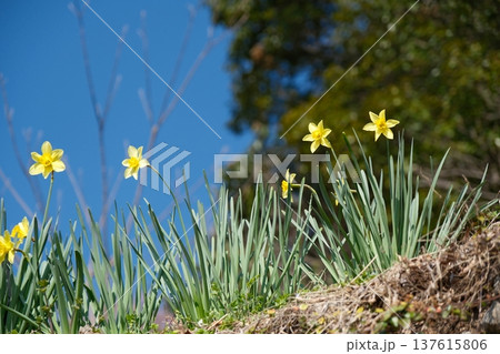 青空の下で咲くスイセンの花 137615806