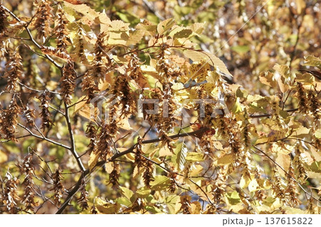 アカシデ（Carpinus laxiflora）の黄葉　秋の木漏れ日　東北 137615822