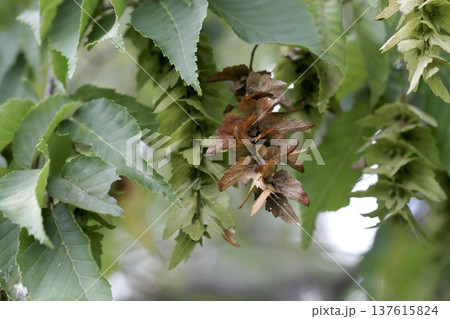 アカシデ(Carpinus laxiflora)の実 秋に熟す果実と果苞 東北 アカシデ(Carpinus laxiflora)の実 秋に熟す果実と果苞 東北 137615824