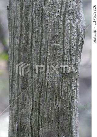 アカシデ（Carpinus laxiflora）の樹皮　滑らかな木肌の質感　東北 137615826