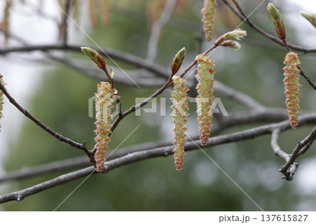 アカシデ（Carpinus laxiflora）の雄花　春の訪れを告げる花　東北 137615827