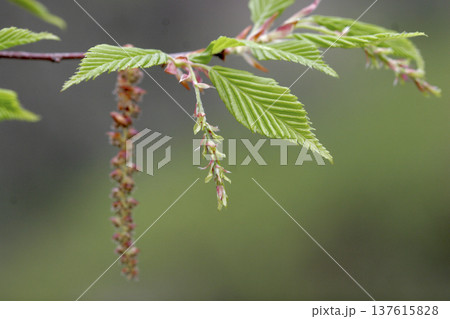 アカシデ（Carpinus laxiflora）の雌花　枝先に咲く小さな赤い花　東北 137615828