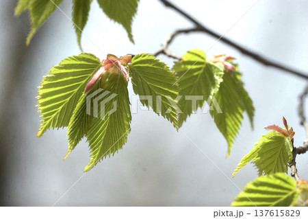 アカシデ（Carpinus laxiflora）の若葉　春の光に透ける新緑　東北 137615829