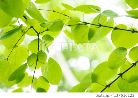 爽やかな新緑 137616122