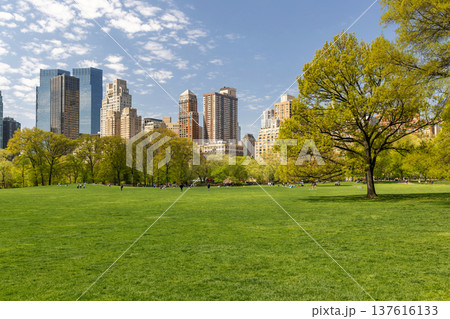 Green lawn in Central Park with skyscrapers Green lawn in Central Park with skyscrapers 137616133