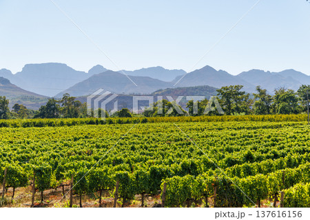Sunlit vineyard rows 137616156