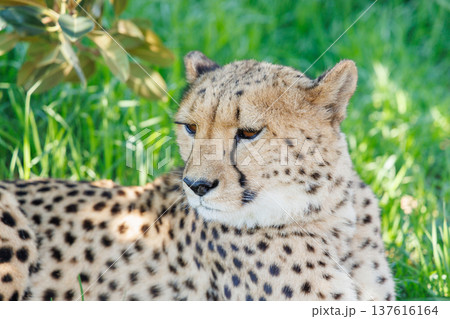 Cheetah resting in grass in South Africa Cheetah resting in grass in South Africa 137616164