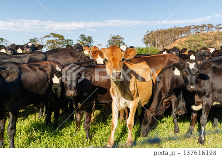 Large herd of cows on green pasture 137616198