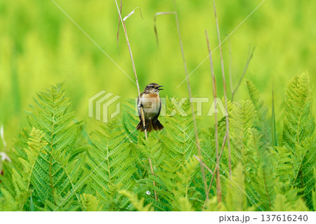 サロベツ原野の草原で草にとまるノビタキ 北海道の野鳥 137616240