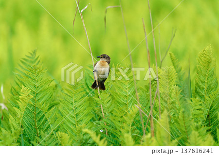 サロベツ原野の草原で草にとまるノビタキ 北海道の野鳥 137616241