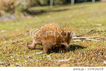 Close up of an Echidna on the ground walking towards the camera in Tasmania, Australia 137616259