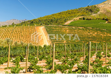 Sunlit vineyard rows with mountain backdrop Sunlit vineyard rows with mountain backdrop 137616384