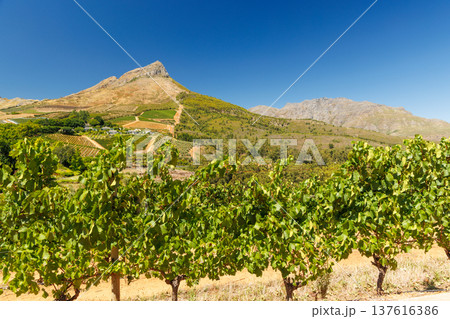 Sunlit vineyard in South Africa 137616386