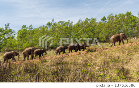 Elephant herd walking in South Africa Elephant herd walking in South Africa 137616396