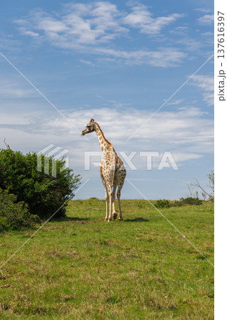 Giraffe in the wild in South Africa 137616397